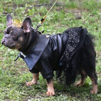 Москва. Парад французских бульдогов в усадьбе «Воронцово». :: Наташа ***** Москва. Парад французских бульдогов в усадьбе «Воронцово». :: Наташа *****