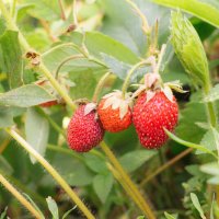 Виктория. :: Михаил Соколов