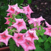 Во всей красе :: Людмила Смородинская Во всей красе :: Людмила Смородинская