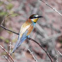 щурки :: юрий макаров