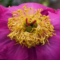 Отцвёл пионами июнь. :: Татьяна Помогалова