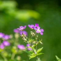 ___ :: Yuriy V ___ :: Yuriy V