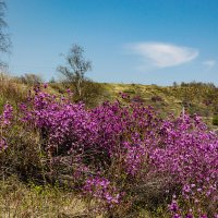 Пробуждение :: Людмила Фил