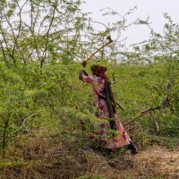 Женщина вырубает ветки в пустыне для готовки на кухни :: Георгий А