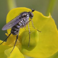 Дрозофила :: Геннадий Супрун Дрозофила :: Геннадий Супрун