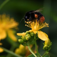 Мир шмелей. :: Владимир Безбородов