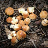 Маслята - дружные ребята! :-) :: Андрей Заломленков