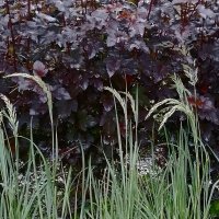 *** :: Валентина Береснева