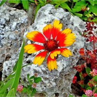 ЛЕТО :: Юрий Владимирович 34