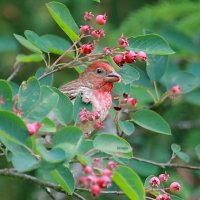 в ирге... :: Andrey Bragin в ирге... :: Andrey Bragin