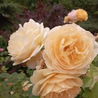 Розы :: Елена Семигина Розы :: Елена Семигина