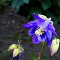 Аквилегия :: Евгений 