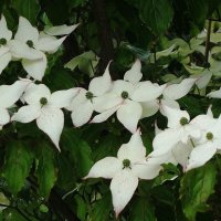 Цветет Дерен :: Рита Симонова