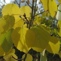 Осина :: Anna Ivanova