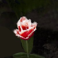 Махровый тюльпан :: Евгений 