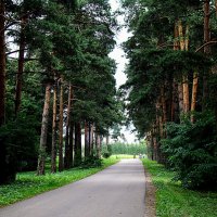 Сосновая аллея :: Анатолий Колосов Сосновая аллея :: Анатолий Колосов