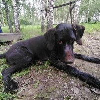 Хантер на берегу реки. :: Ольга Довженко