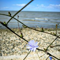 На прогулке :: Oksana Verkhoglyad