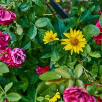 вцеточная автмосфера :: Александр Леонов