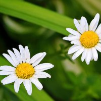 Парочка прелестниц :: Светлана 