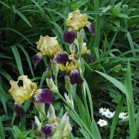 Ирисы :: Freddy 97