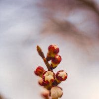 *** :: Яна Горбунова