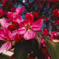 Яблоневый цвет :: Анна Пигулевская