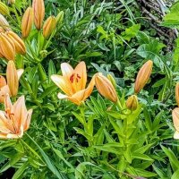 Цветы лета. :: Михаил Столяров