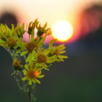 Вечер. :: Михаил Колосов 