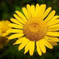 Пупавка красильная :: Hope Пупавка красильная :: Hope