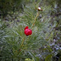 Дикий пион :: Сергей Дикий пион :: Сергей