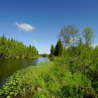 Таёжная речка... :: Николай Гирш