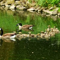 Большая семейка :: Юрий. Шмаков