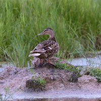 В РОДНЫХ ПЕНАТАХ :: Володька Завитушкин В РОДНЫХ ПЕНАТАХ :: Володька Завитушкин