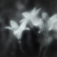 Колокольчики... :: Владимир Шошин Колокольчики... :: Владимир Шошин