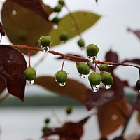 Июньский дождь :: Марина Июньский дождь :: Марина