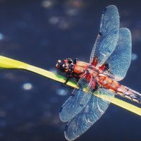 Передышка... :: Владимир Шошин Передышка... :: Владимир Шошин