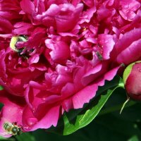 Кушать хочется всем. :: Маргарита ( Марта ) Дрожжина