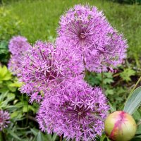 Лук декоративный. :: Ирина ***