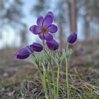 Выскочка :: Ирина *