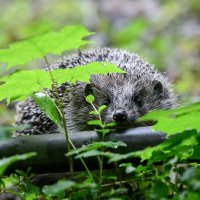 *** :: Зинаида Манушкина