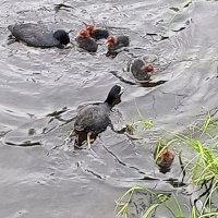 Лысухи :: Сапсан 