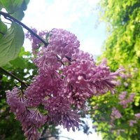 Сирень :: Сапсан 