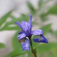 Цветочное настроение. Ирис сибирский :: Наталья Герасимова Цветочное настроение. Ирис сибирский :: Наталья Герасимова