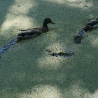 "...там кикиморы живут..." :: zavitok *