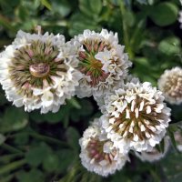 Цветы у дороги :: Veera V Цветы у дороги :: Veera V