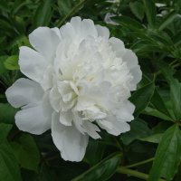 Белоснежный пион :: Лидия Бусурина