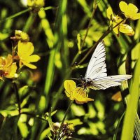 Июнь...Бабочка боярышница на цветке лютика едкого! :: Владимир 