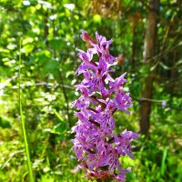 Июль...Цветет северная орхидея! :: Владимир 