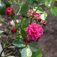 Розы, ах розы! (серия) :: Любовь Сахарова